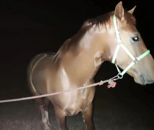 香港马会新,马季期号揭,专家质合分,香港赛马会官网,赛程安排,赛果查询,马匹资料,赛事资讯